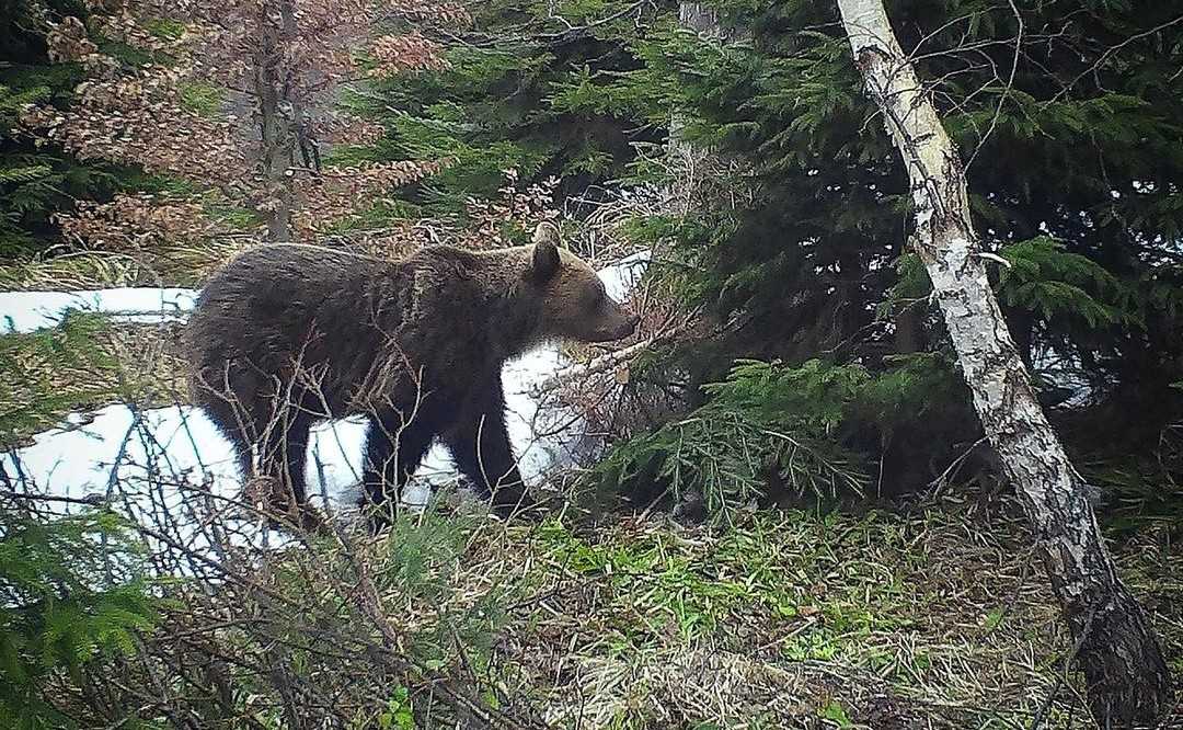[WIDEO] Niedźwiedź Brunatny przyłapany wczoraj w Beskidzie Żywieckim