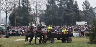 Zawody Furmanów 2026 w Węgierskiej Górce – wielkie święto tradycji, siły i współpracy człowieka z koniem zawody furmanów 2026