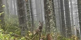 Wilki w Beskidach – fakty i mity o drapieżnikach, które stały się najgorętszym tematem regionu wilk babia Góra