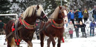 Zawody Furmanów w Istebnej 2026: co w programie i jak wyglądają konkurencje