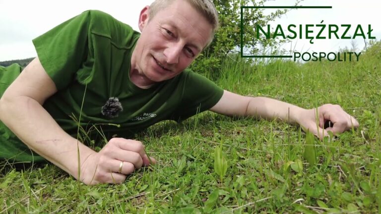 Obuwik, nasięźrzał, storczyk blady…