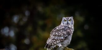 VII Noc Sów w Żywcu – Edukacyjne wydarzenie zakończone spacerem w terenie