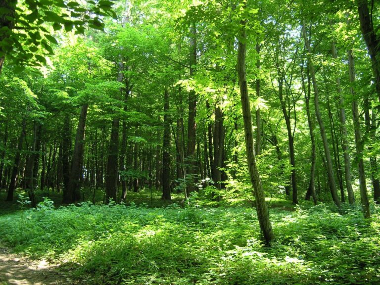 Rezerwat Grapa w Żywcu