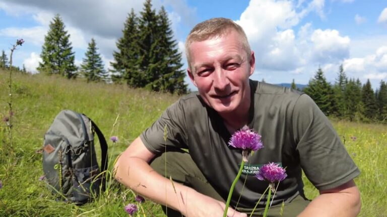 Czosnek syberyjski