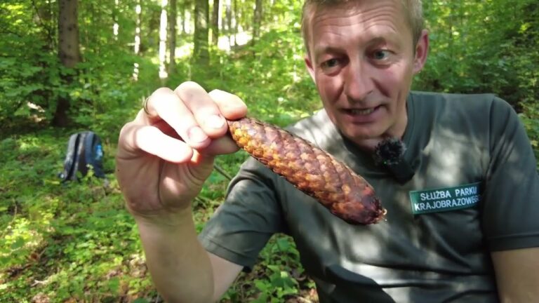 O czym szumią świerki?