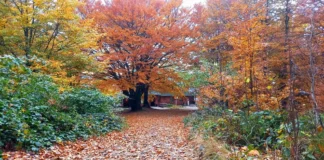 100 lat Schroniska PTTK na Błatniej. W maju 2026 zaplanowano trzy dni jubileuszowych obchodów schronisko pttk na błatniej
