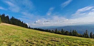 Hala Redykalna w cieniu słynniejszych sąsiadek – cicha polana z pasterską historią w Beskidzie Żywieckim Hala Redykalna