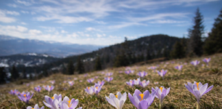 Krokusy w Beskidach: Gdzie kwitną w Beskidzie Żywieckim, Śląskim i Małym krokusy beskidy