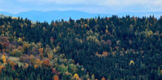 Niebieski szlak ze Zwardonia do Rycerki Górnej Kolonii ma wrócić. Trasa ma prowadzić przez Schronisko Oźna Niebieski szlak ze Zwardonia do Rycerki Górnej Kolonii ma wrócić. Trasa ma prowadzić przez Schronisko Oźna