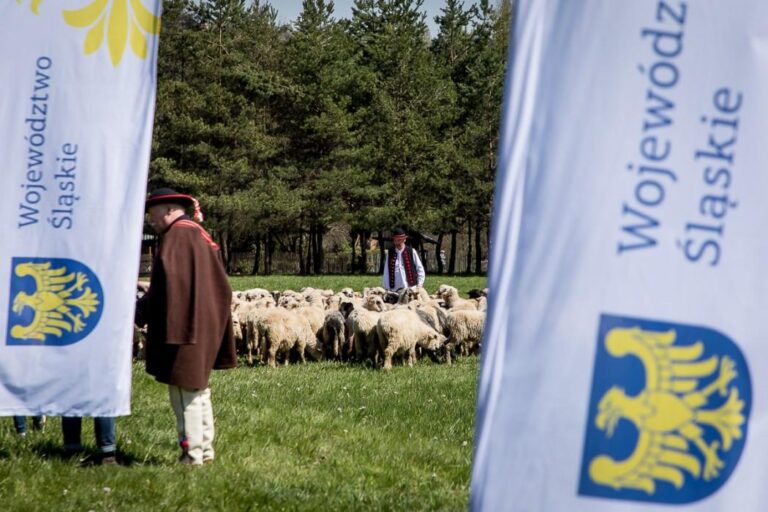 Rychwałd rozpoczyna sezon pasterski. Tak ruszy Rok Górali i Obrzędów Pasterskich