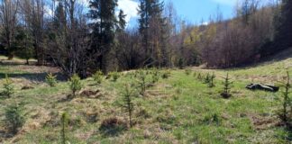 Zamienili biurka na łopaty. Tak Nadleśnictwo Wisła uczciło Dzień Ziemi