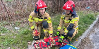 Młoda sarna utknęła w betonowym korycie rzeki. Strażacy ruszyli na ratunek