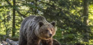Kolejne ostrzeżenie przed niedźwiedziem. W Beskidach takie spotkania nie są już niczym niezwykłym