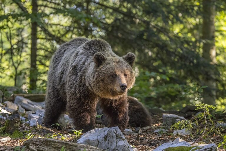 Kolejne ostrzeżenie przed niedźwiedziem. W Beskidach takie spotkania nie są już niczym niezwykłym
