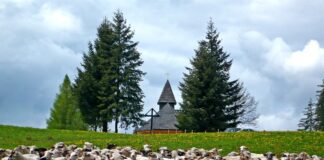 Owce znów wyjdą na hale. Na Stecówce odbędzie się wyjątkowe otwarcie sezonu pasterskiego stecówka owce