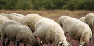 Owce przejdą przez beskidzkie hale. Potem w Milówce ruszy wyjątkowy Korowód Pasterski Owce przejdą przez beskidzkie hale. Potem w Milówce ruszy wyjątkowy Korowód Pasterski