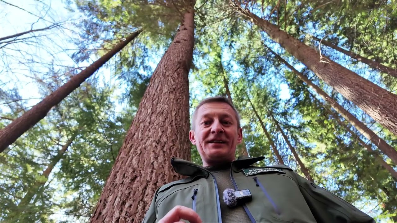 Najwyższe drzewa w Polsce?