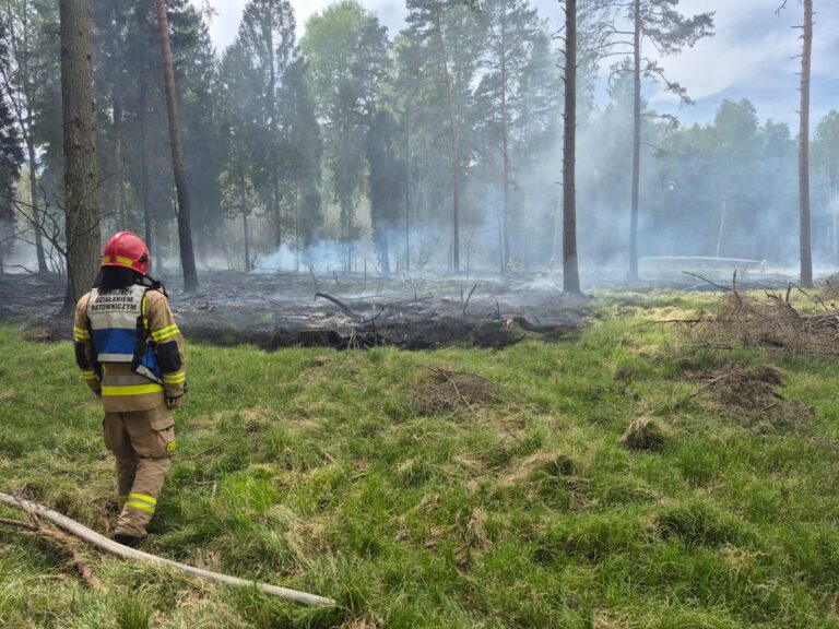 Pożar lasu w Zabrzegu. 14 zastępów straży ruszyło do akcji
