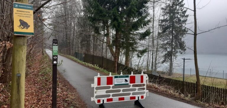 Żaby, ropuchy i salamandry ruszyły przez Dolinę Wapienicy. Leśnicy znów zabezpieczają trasę