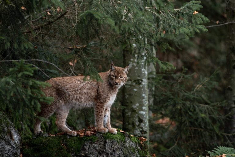 Babiogórski Park pokazał wyjątkowe nagranie. Młode rysie dorastają w beskidzkich lasach