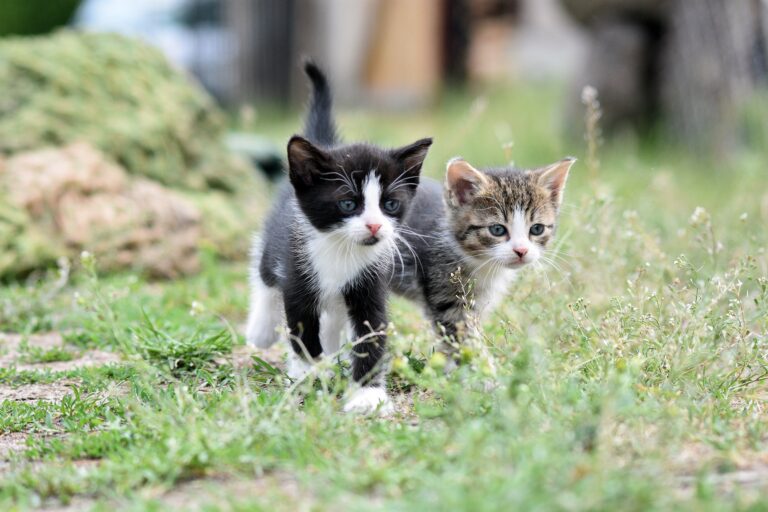 Małe kocięta potrzebują domów. W Bielsku-Białej ruszyła kolejka adopcyjna