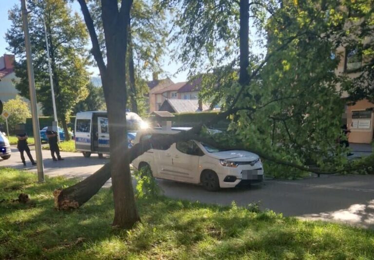 Niebezpieczna sytuacja w Żywcu. Drzewo runęło na dwa przejeżdżające samochody