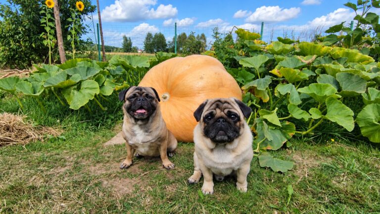 Chciał wyhodować dynię ważącą 50 kg. W ogrodzie w Porąbce wyrosła ponad 140-kilogramowa gigantka