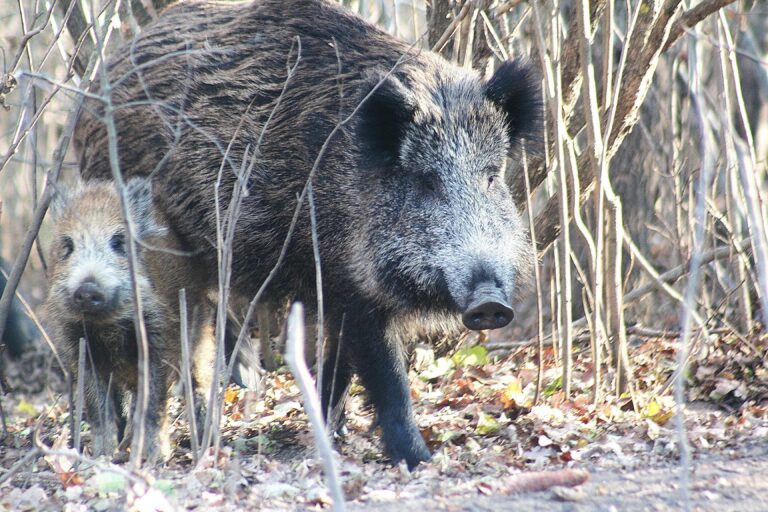 Dzikie zwierzęta coraz częściej pojawiają się w Bielsku-Białej. Miasto apeluje do mieszkańców